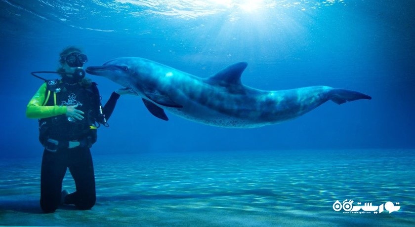 غواصی در پارک دلفین هتل